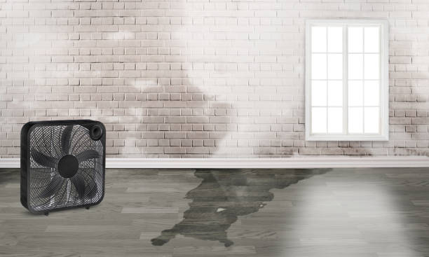 Best Water damage cleanup near me  in Cassville, WV